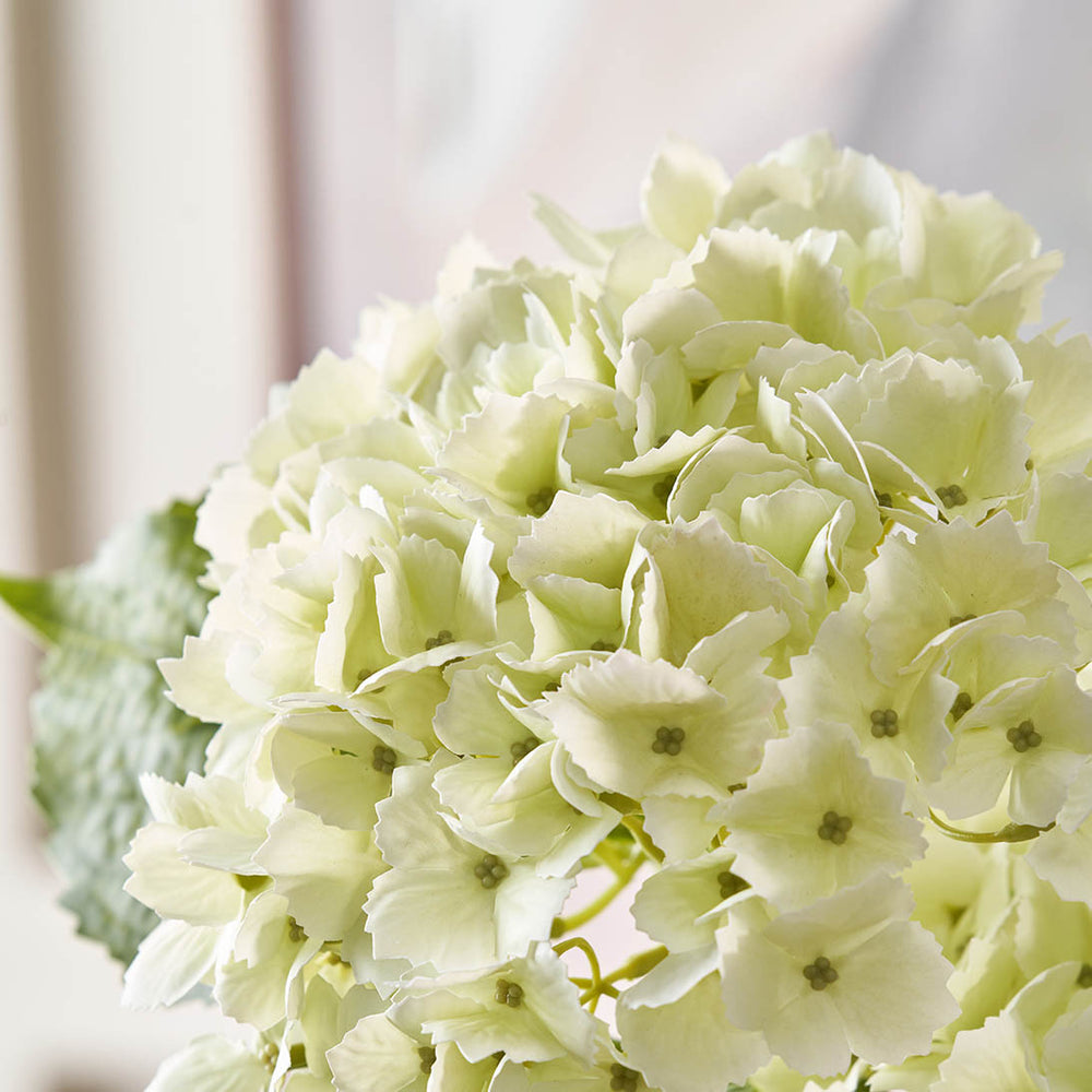White Hydrangea Stem