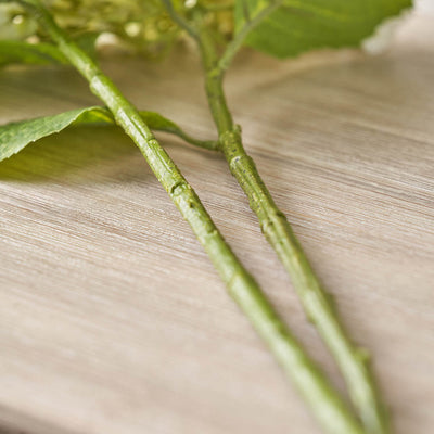 White Hydrangea Stem